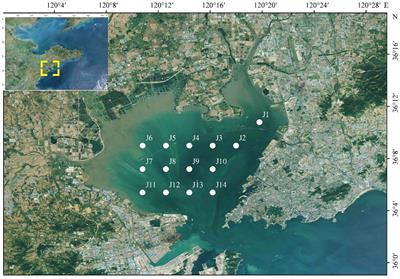 Applicability of taxonomic sufficiency of macrofaunal assemblages in benthic ecological quality assessments: Insights from a semi-enclosed bay